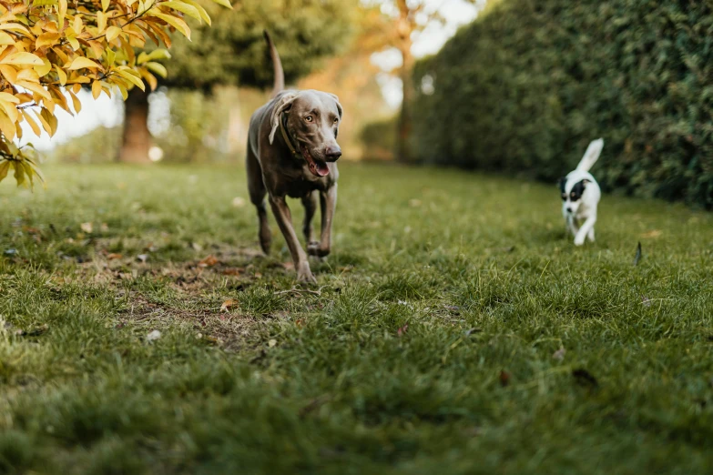 a couple of dogs running across a lush green field, pexels contest winner, happening, grey, thumbnail, low quality photo, ground - level medium shot