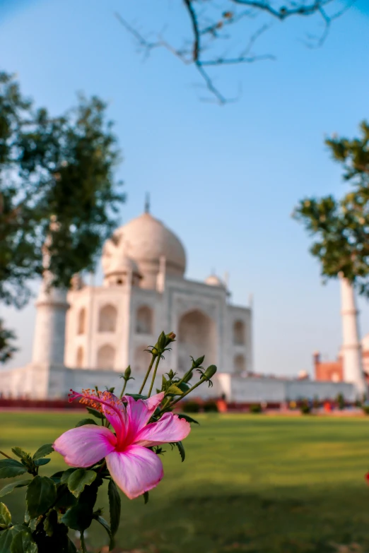 a pink flower sitting on top of a lush green field, a picture, by Rajesh Soni, trending on unsplash, taj mahal, square, white marble buildings, crimson