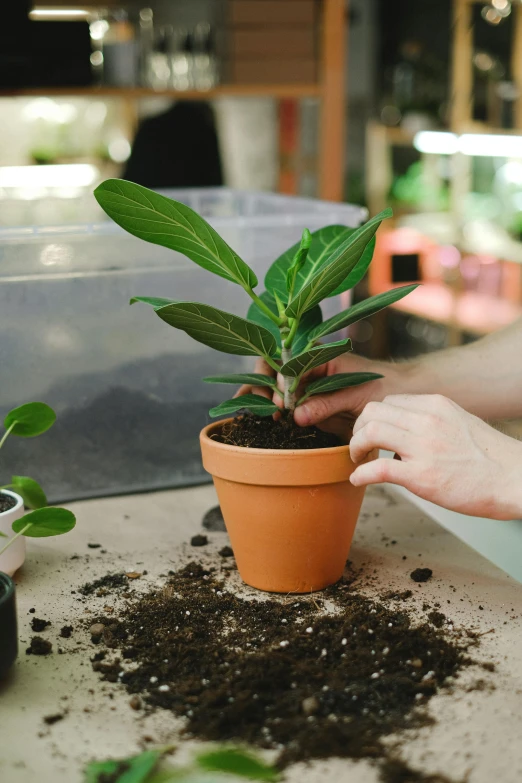 a close up of a person holding a plant in a pot, in a workshop, magnolia big leaves and stems, terracotta, vanilla