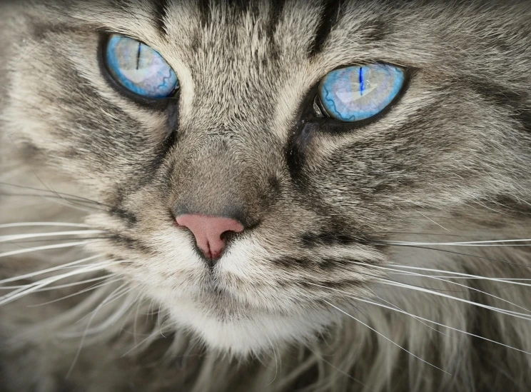 a close up of a cat with blue eyes, pexels contest winner, silver and blue colors, with laser-like focus, blue, family photo