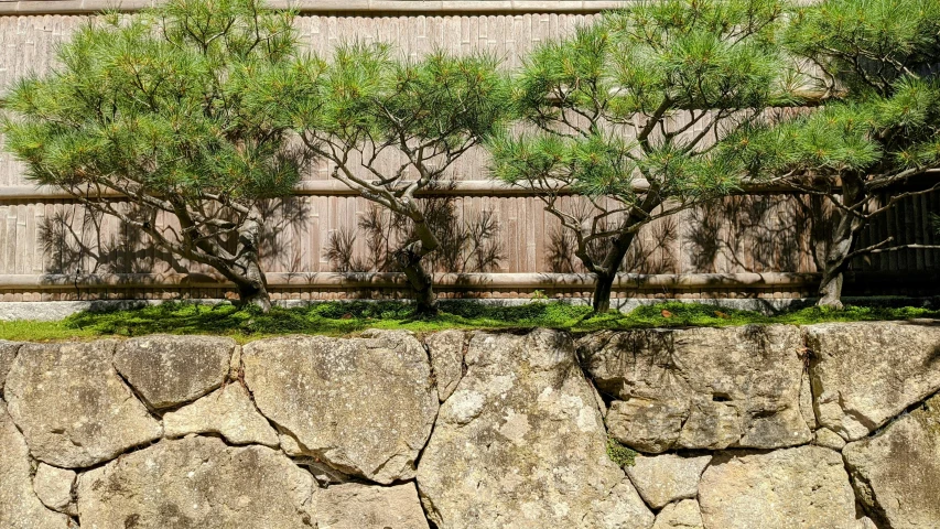 a couple of trees sitting on top of a stone wall, inspired by Tōshi Yoshida, unsplash, shin hanga, ornamental edges, pine, weathered surfaces, gardening
