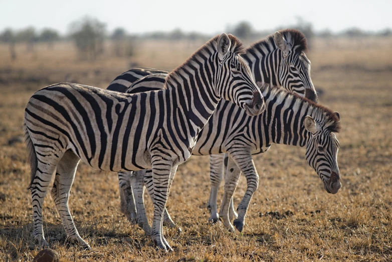 a herd of zebra standing on top of a dry grass covered field, fan favorite, no cropping, laura zalenga, australian