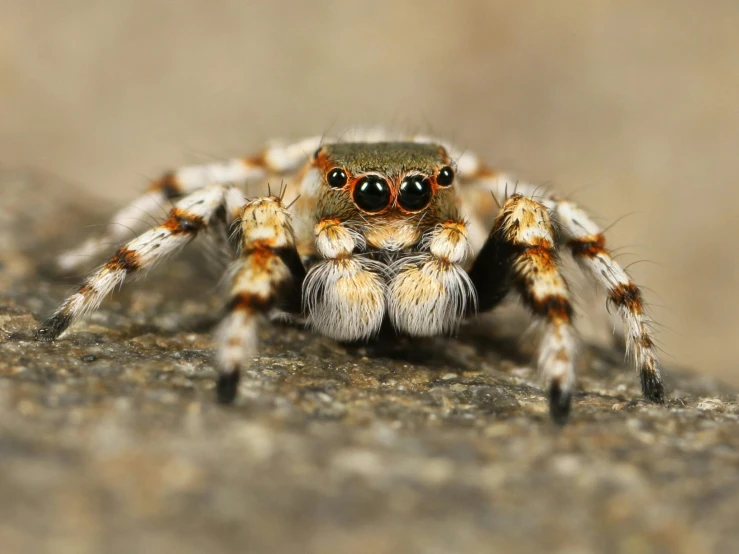 a close up of a spider on a rock, pexels contest winner, hurufiyya, prominent big eyes, multi - coloured, two legged with clawed feet, grey