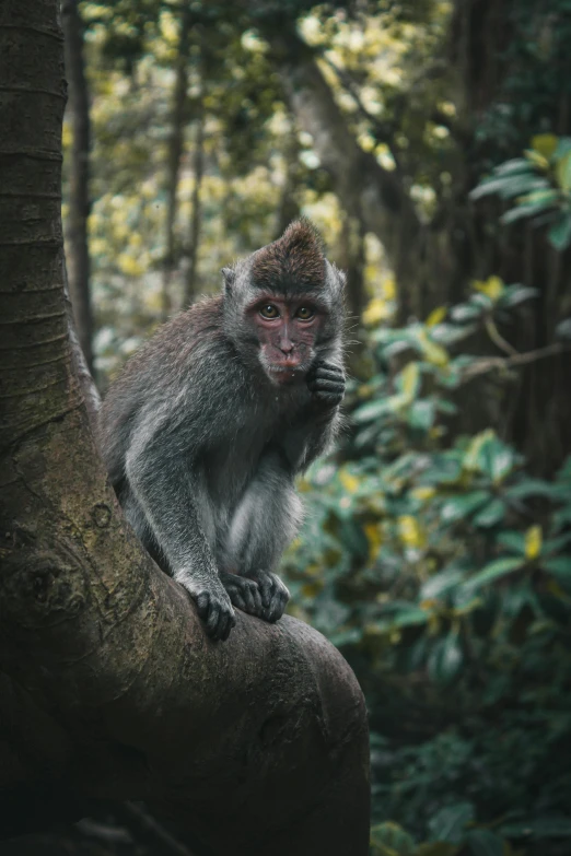 a monkey sitting on top of a tree branch, pexels contest winner, sumatraism, pale grey skin, in serene forest setting, full frame image, brown