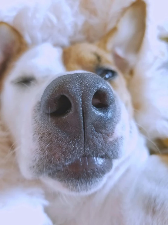 a close up of a dog laying on a bed, wide nostrils, 8k selfie photograph, smooth in 8k, zoomed in