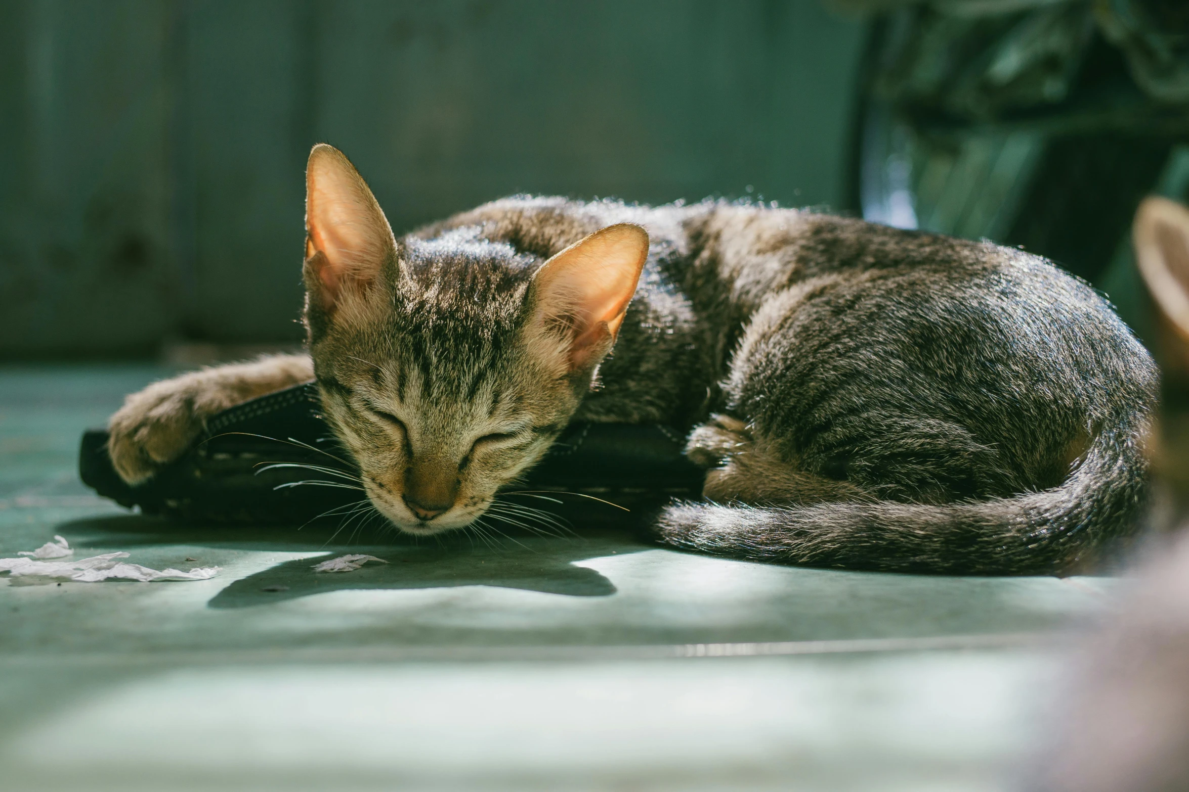 a cat sleeping on top of a remote control, pexels contest winner, sumatraism, dappled sunlight, male emaciated, with pointy ears, istock