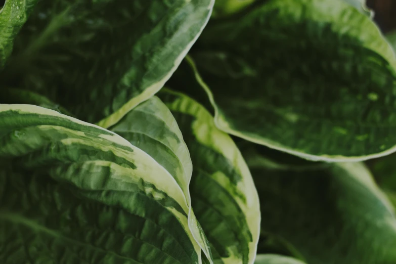 a close up of a plant with green leaves, trending on pexels, multiple layers, patterned, instagram post, full frame image