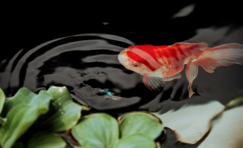 a fish that is swimming in some water, fan favorite, spirited water plants, red liquid, konica minolta