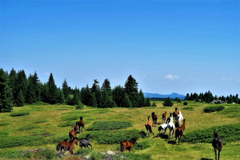 a herd of horses walking across a lush green field, a photo, pexels contest winner, renaissance, bosnian, blue sky, evergreen forest, thumbnail