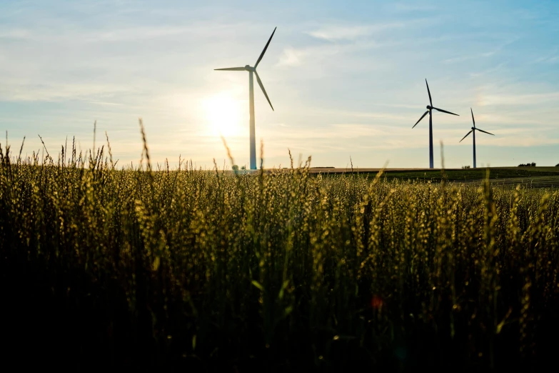 a field of tall grass with wind turbines in the background, pexels contest winner, horizon forbideen west, backlit, a green, electric motors