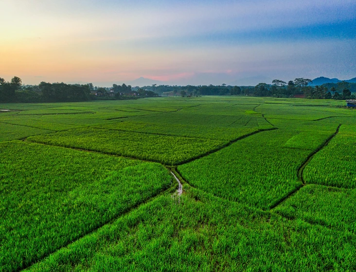 a dog standing in the middle of a lush green field, by Daniel Lieske, pexels contest winner, sumatraism, rice paddies, at twilight, panoramic, farmland