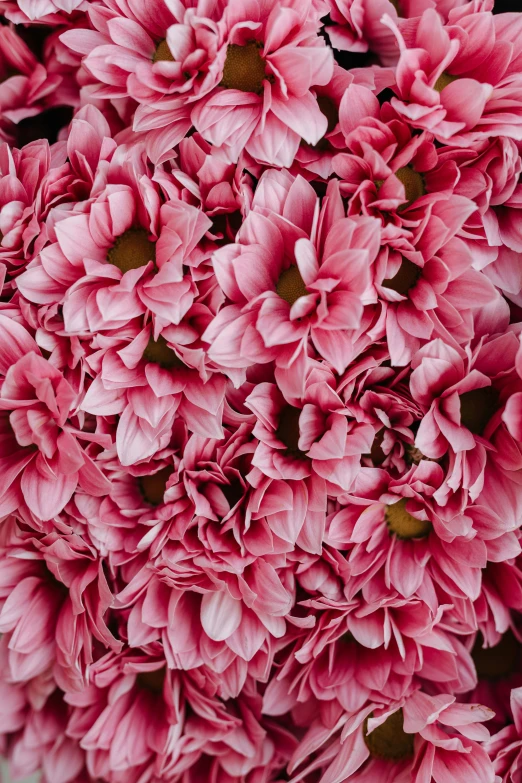 a close up of a bunch of pink flowers, fully covered, detailed product shot, giant flowers, ((pink))