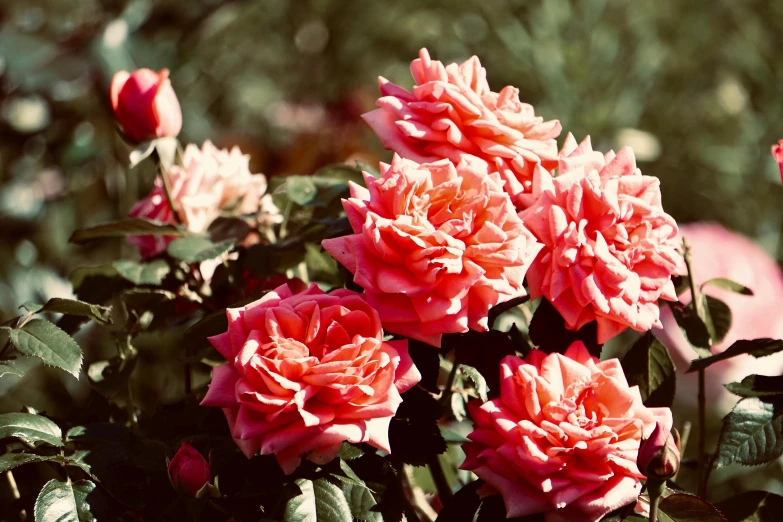 a bunch of pink roses sitting on top of a lush green field, inspired by Elsa Bleda, unsplash, faded red colors, kodak ektachrome 10, glorious sunlight, orange blooming flowers garden