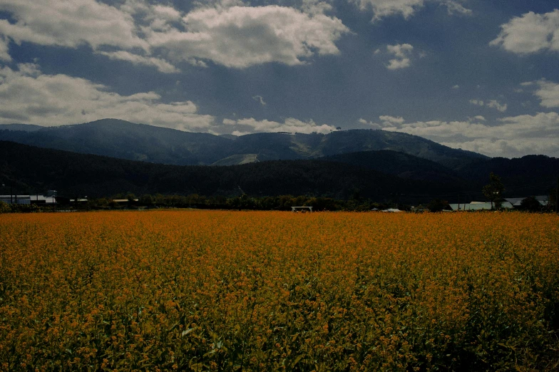 a field of yellow flowers with mountains in the background, an album cover, by Yasushi Sugiyama, unsplash, background image, new zealand, obscured underexposed view, corn