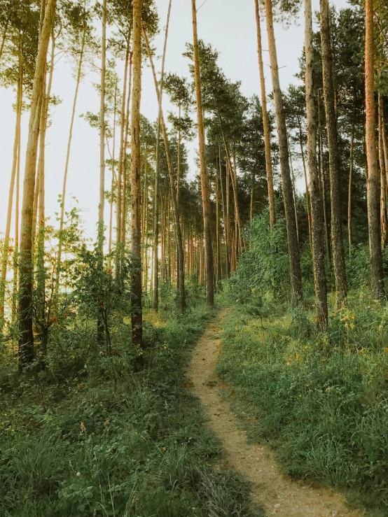 a dirt path in the middle of a forest, inspired by Ivan Shishkin, unsplash, summer evening, ((trees)), panorama, tall
