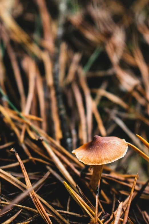 a close up of a mushroom on the ground, by Jesper Knudsen, unsplash, multiple stories, muted fall colors, tiny sticks, a wooden