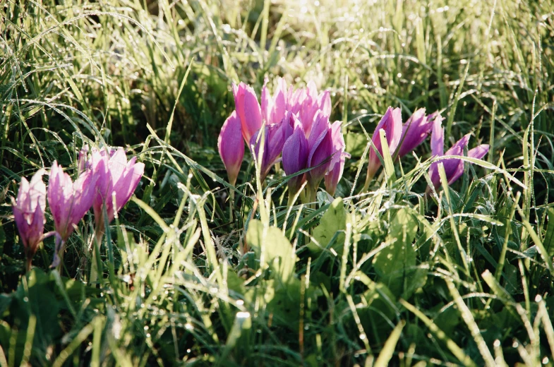 a group of purple flowers sitting on top of a lush green field, by Nathalie Rattner, unsplash, winter sun, photo taken on fujifilm superia, magnolia stems, on ground