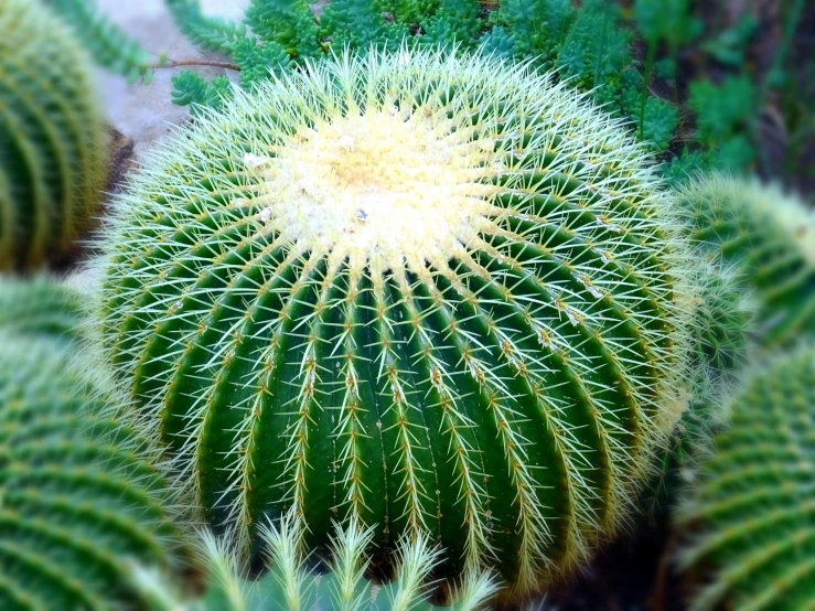 a close up of a bunch of cactus plants, a macro photograph, by Arthur Sarkissian, hurufiyya, circular shape, iphone picture, botanic garden, gold green creature