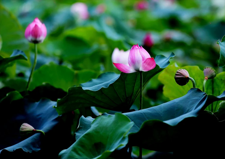 a group of pink flowers sitting on top of a lush green field, an album cover, by Shang Xi, unsplash, hurufiyya, lotus pond, fan favorite, buddhist, exquisite and smooth detail