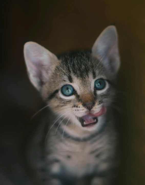 a close up of a kitten with it's mouth open, a picture, trending on reddit, transgender, museum quality photo, very expressive, taken in the late 2010s