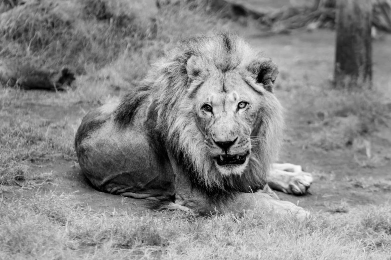 a black and white photo of a lion laying down, the king in yellow, confident expression, outdoor photo, looking confident