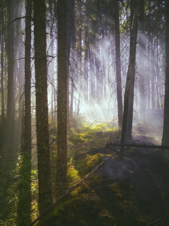 the sun is shining through the trees in the forest, by Eero Järnefelt, pexels contest winner, romanticism, smoky atmosphere, ((forest))