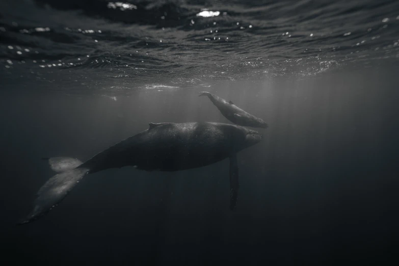 a black and white photo of a whale in the water, by Matija Jama, unsplash contest winner, hurufiyya, underwater glow, motherly, close together, realistic photography paleoart