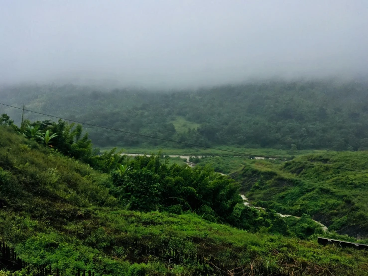 a couple of cows standing on top of a lush green hillside, pexels contest winner, sumatraism, low clouds after rain, muted green, lush vegetation with ferns, hilly road