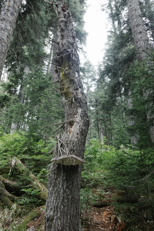 a large tree in the middle of a forest, whistler, ((trees)), cubensis, ent