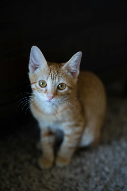 a cat sitting on the floor looking at the camera, by Brian Thomas, closeup of an adorable, cinematic medium shot, standing, smol