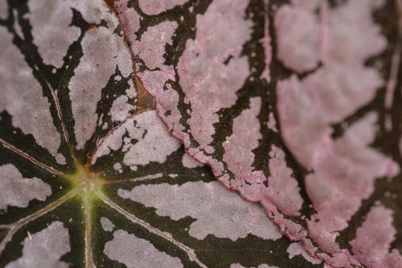 a close up of a plant with pink leaves, marbled veins, dark and intricate photograph, multi - coloured, voronoi