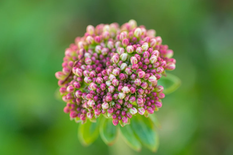 a close up of a flower on a plant, by Joseph Severn, unsplash, valerian, flower buds, green and pink, symmetrical detail