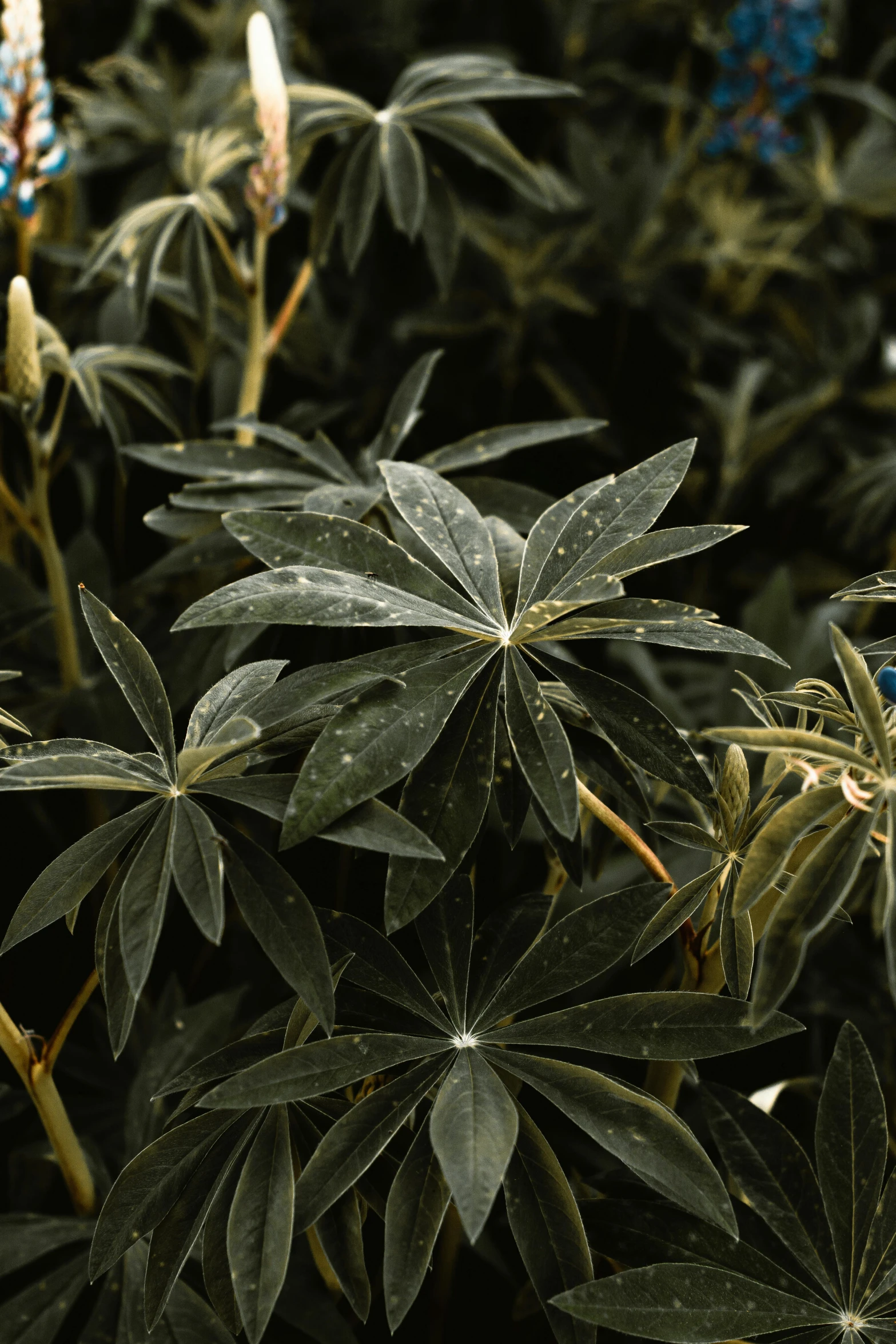 a yellow fire hydrant sitting on top of a lush green plant, an album cover, by Attila Meszlenyi, unsplash, baroque, high texture detail, densely packed buds of weed, grey, hyperdetailed photo