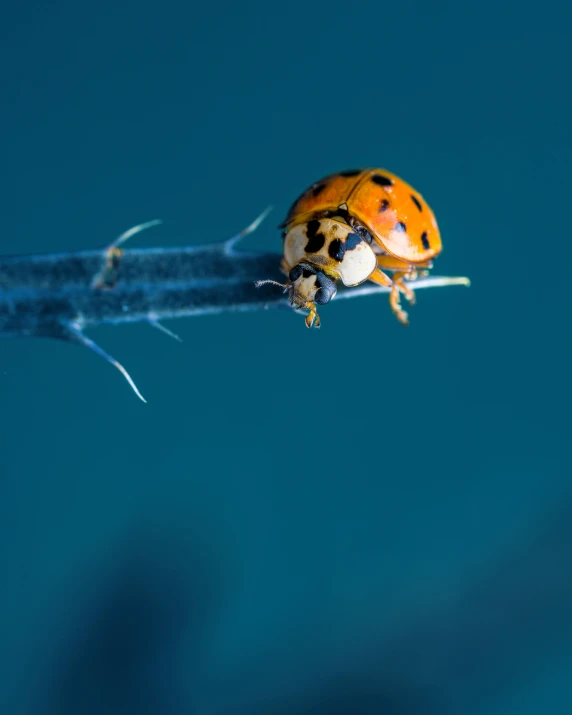 a ladybug that is sitting on a twig, a macro photograph, by Adam Marczyński, art photography, orange and blue, rising from ocean, female floating, perched on a skyscraper