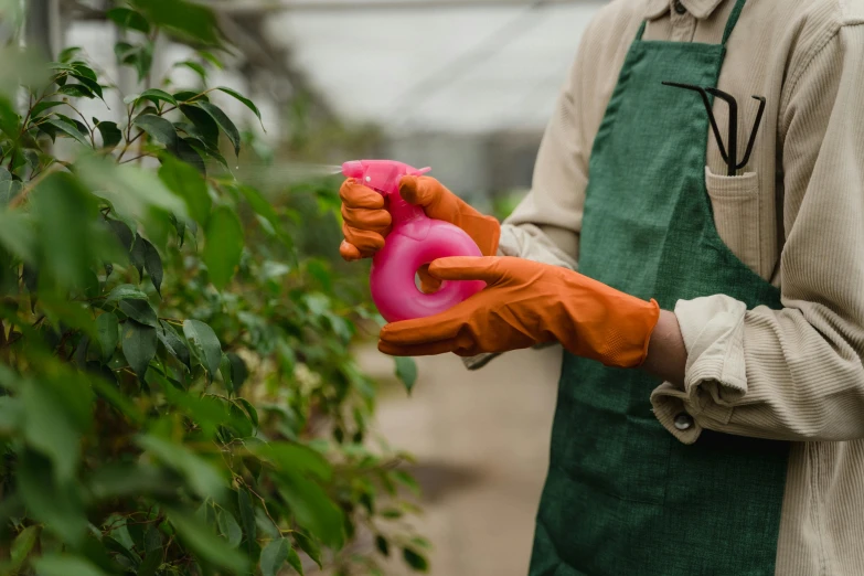 a close up of a person holding a spray bottle, shaped like torus ring, in bloom greenhouse, covered with pink marzipan, holding a ball