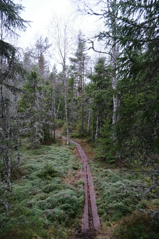 a dirt path in the middle of a forest, inspired by Eero Järnefelt, land art, rail tracks lead from the mine, in a swamp, kanamemo, ((forest))