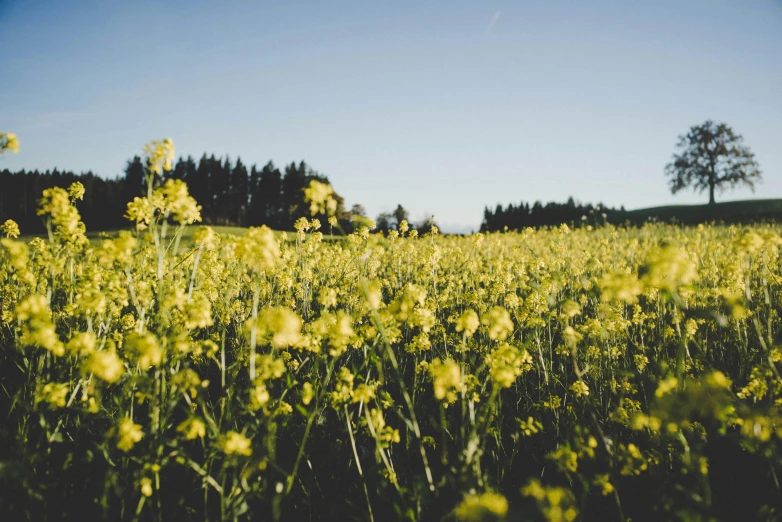 a field of yellow flowers with trees in the background, a picture, by Thomas Häfner, unsplash, high quality product image”, instagram post, view from ground, mustard