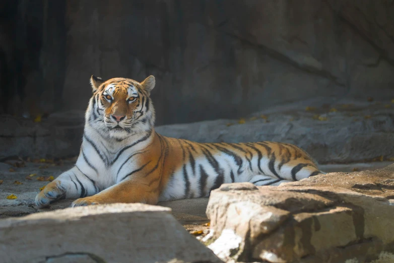 a tiger that is laying down on some rocks, pexels contest winner, fan favorite, striped, an afghan male type, female gigachad