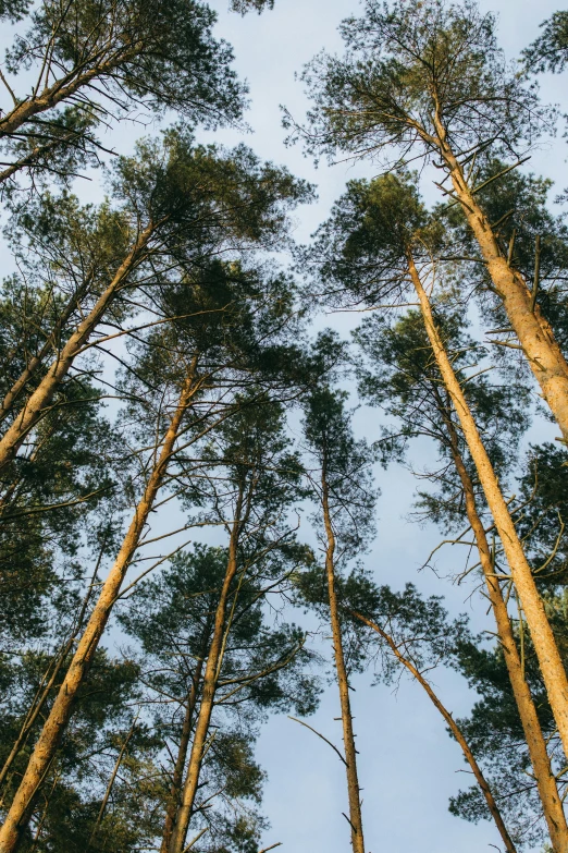 a group of tall pine trees in a forest, sustainable materials, overhead canopy, ((trees)), at twilight