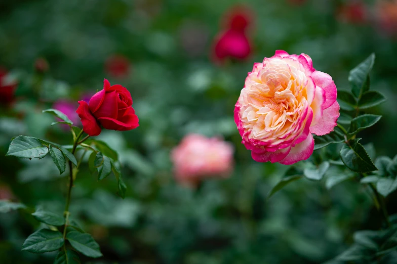 a bunch of pink and red roses in a garden, by Tom Bonson, unsplash, pink and orange, slide show, overcast, princess in foreground