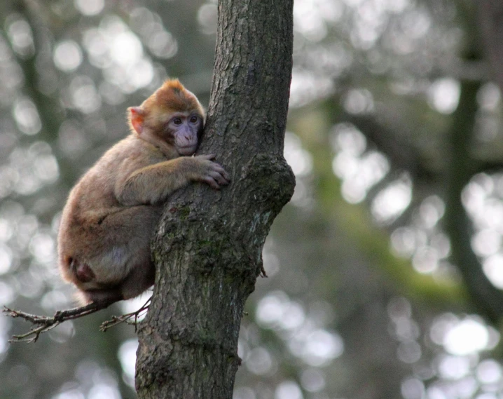 a monkey sitting on top of a tree branch, next to a tree