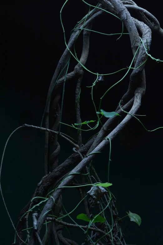 a bird sitting on top of a tree branch, an album cover, inspired by Patrick Dougherty, unsplash, conceptual art, predatory praying mantis, shot at dark with studio lights, ignant, leaves and vines