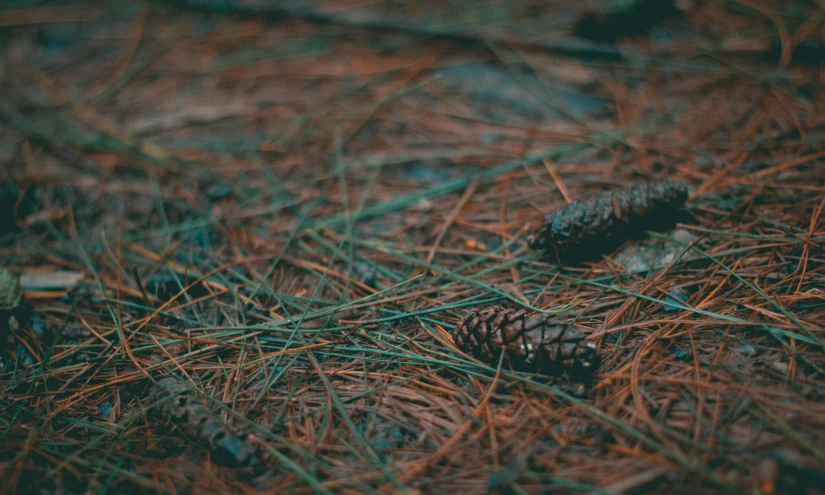 a couple of pine cones laying on the ground, inspired by Elsa Bleda, pexels contest winner, forest clearing, hq 4k phone wallpaper, hunting, a screenshot of a rusty