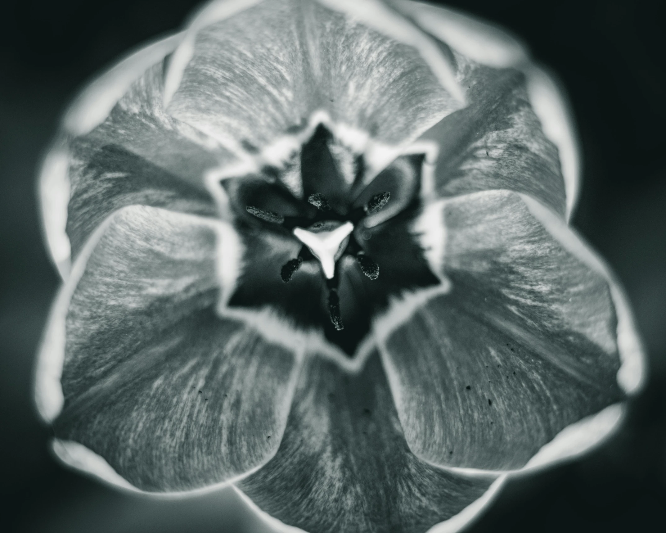 a black and white photo of a flower, pexels contest winner, medium format, tulip, symmetric beauty, vintage photo