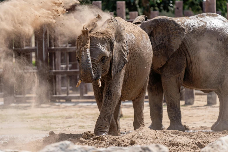 a couple of elephants that are standing in the dirt, pexels contest winner, zoo, dust swirling, face covered in dirt, a wooden