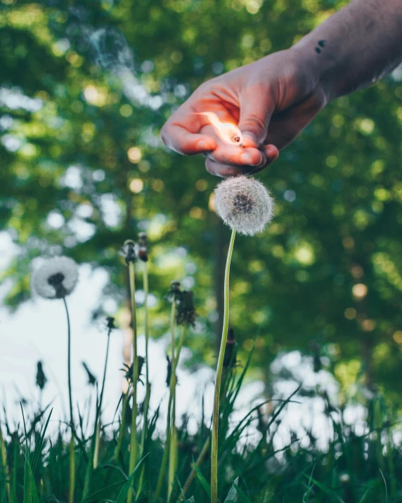 a person holding a dandelion in their hand, pexels contest winner, picking flowers, pins of light, at a park, photosynthesis