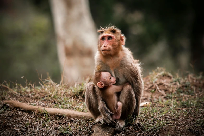 a monkey sitting on the ground holding a baby, a portrait, by Peter Churcher, pexels contest winner, renaissance, indian forest, straya, slide show, pink
