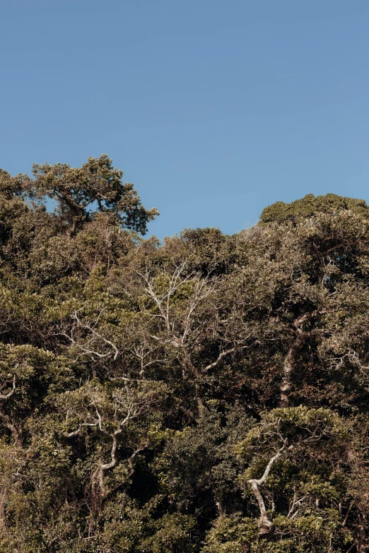 a giraffe standing on top of a lush green field, unsplash, australian tonalism, the treetops of giant oaks, panorama, chile, ((trees))