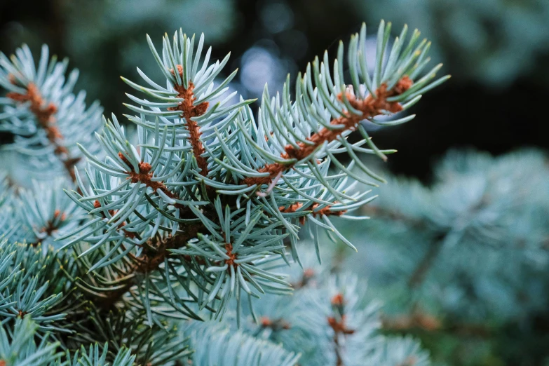 a close up of a branch of a pine tree, by Ruth Abrahams, trending on unsplash, silver and blue color schemes, sustainable materials, 🦩🪐🐞👩🏻🦳, a cozy