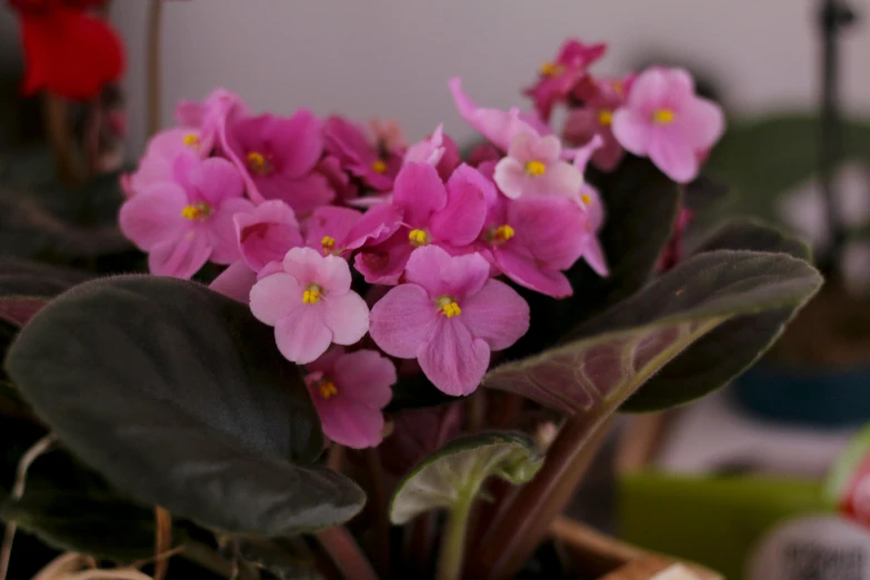 a close up of a potted plant with purple flowers, pink magic, dark colour, vivarium, at gentle dawn pink light